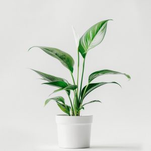 Pharmacy product 03
