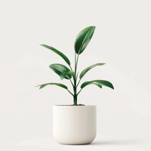 Pharmacy product 04